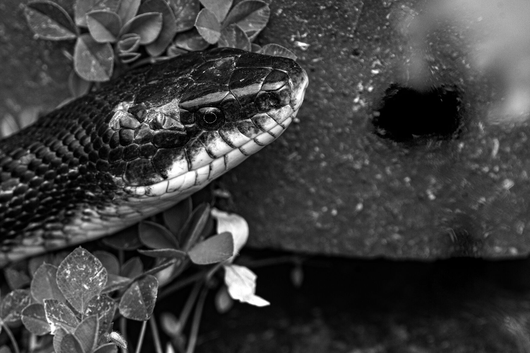 Backyard biology